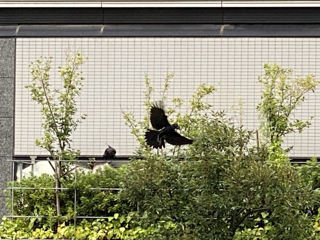 カラス Crows